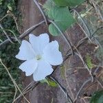 Thunbergia fragrans Flor