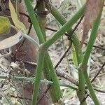 Araujia sericifera Bark