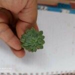 Graptopetalum macdougallii Leaf