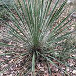 Yucca constricta 整株植物