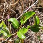 Mystroxylon aethiopicum Leaf