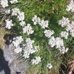 Achillea erba-rotta Цвят