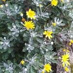 Euryops pectinatus Celota