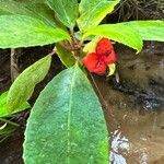 Drymonia serrulata Folha