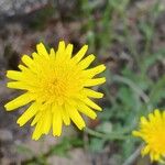 Crepis foetida Кветка