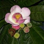 Gustavia augusta Flower