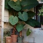 Alocasia odora Liść