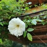 Rosa banksiae Blomst