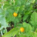 Solanum villosum Плод