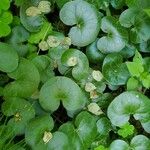 Asarum europaeum 葉