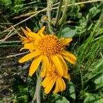 Arnica montana Квітка