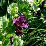 Vicia serratifolia Flower