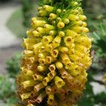 Erica patersonii Flor