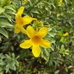 Allamanda schottii പുഷ്പം