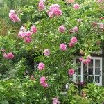 Rosa damascena Cvet