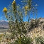 Stanleya pinnata Flor