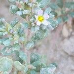 Frankenia pulverulenta Flower