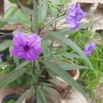 Ruellia simplex List