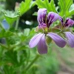 Pelargonium x asperum Kvet