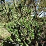 Austrocylindropuntia subulata Blatt