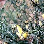 Ulex europaeus Habitus