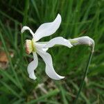 Narcissus poeticus Floare