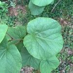 Cercis occidentalis Hostoa