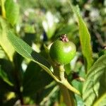 Sorbus chamaemespilus Frukto