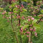 Malus domestica Habit