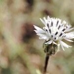 Volutaria boranensis Квітка