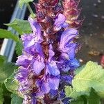 Salvia nemorosa Flower