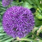 Allium giganteum Flor