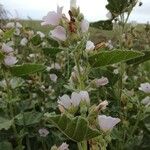 Althaea officinalis Хабит