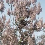 Paulownia tomentosaFloare