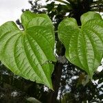 Dioscorea spiculiflora Other