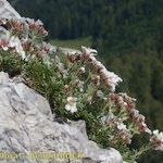 Potentilla clusiana Vekstform