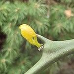 Citrus trifoliata Leaf