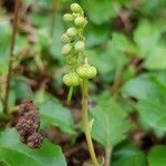 Orthilia secunda Flower