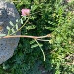 Astragalus glaux Flower