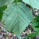 Rubus camptostachys Folha