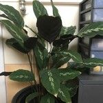 Goeppertia undulata 葉