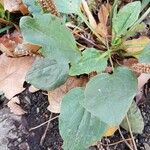 Plantago major Blad