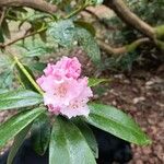 Rhododendron insigne Lorea