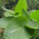 Colocasia gigantea Leaf