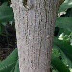 Talipariti tiliaceum Кора