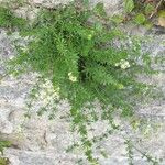 Galium lucidum Fulla