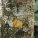 Baphia pubescens Φλοιός