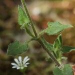 Stellaria cuspidata Staniste