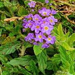 Heliotropium amplexicaule Flower