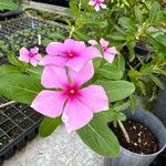 Catharanthus roseusΛουλούδι